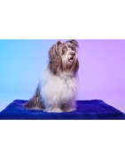 Le Tapis LONDON | Tapis pour chien et chat haut de gamme | Bleu royal