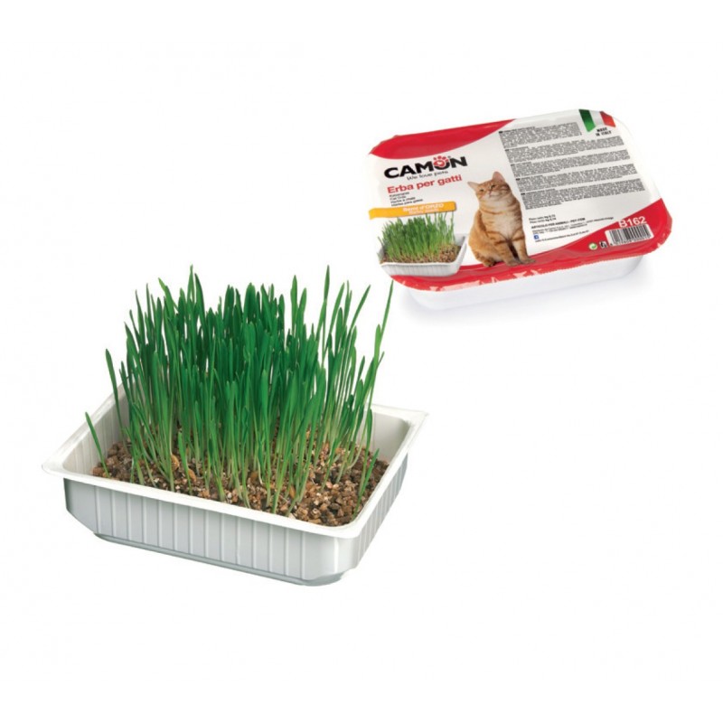 Boule d'herbe à chat en forme d'herbe à chat, jouet naturel à